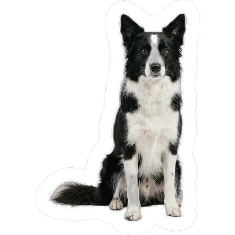 Custom dog photo decal on a window
