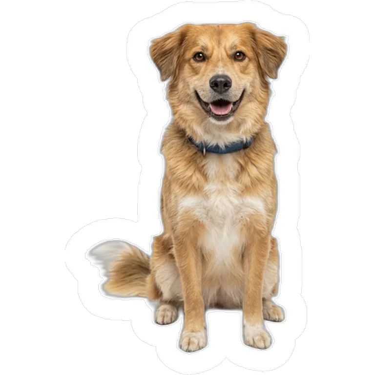 Custom dog photo decal on the car window