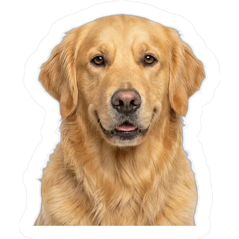 Custom dog photo decal on the rear window