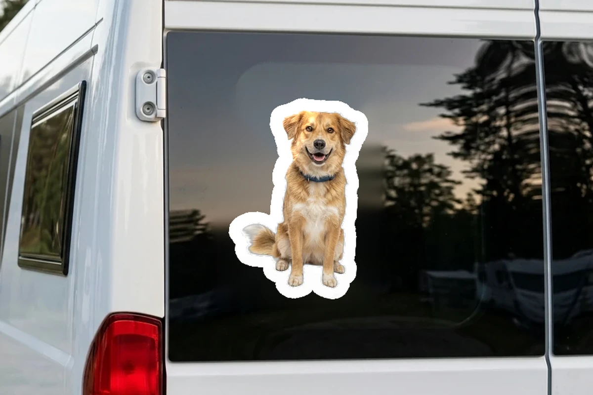 Hunddekal av eget foto, applicerad i verklig miljö