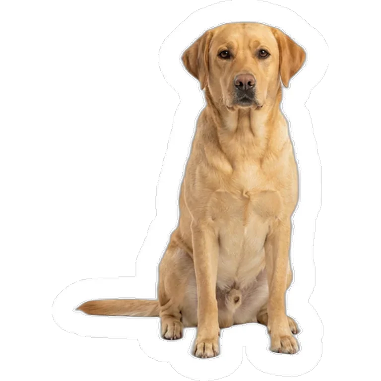 Custom dog photo decal on a laptop