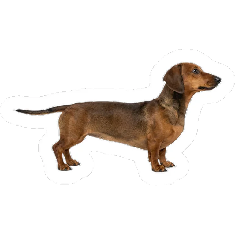 Custom dog photo decal on a water bottle