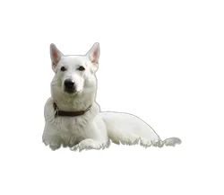 Hunddekal av en vit herdehund, gjord av eget foto